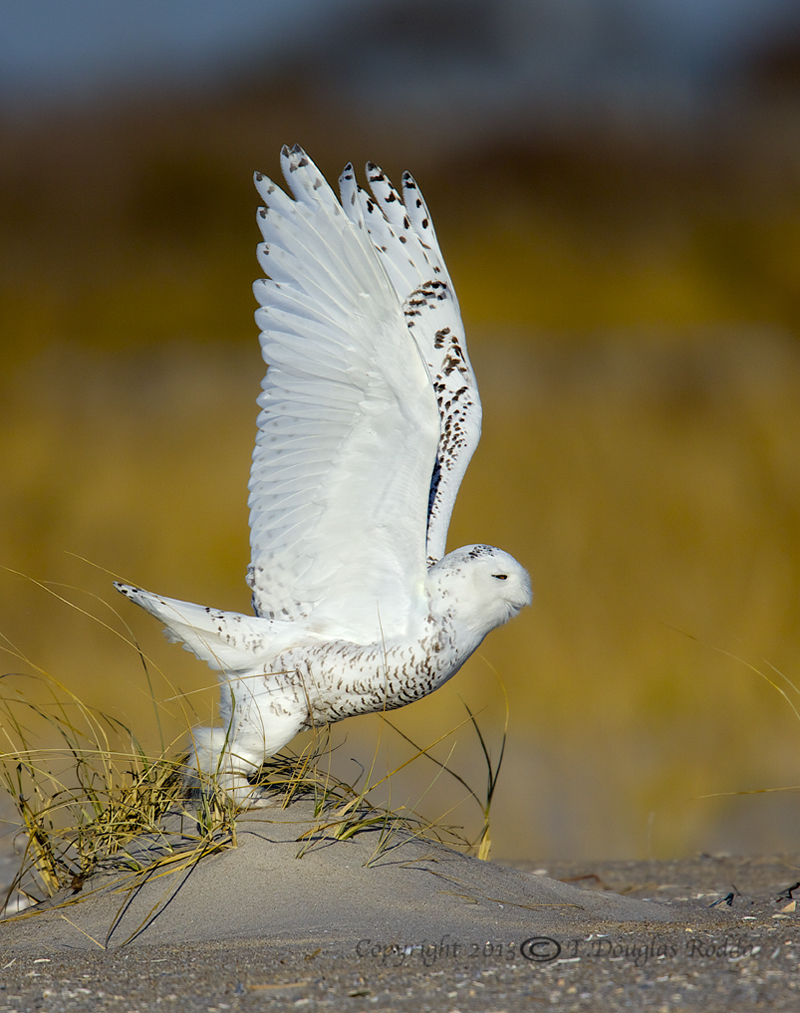 SNOWY OWL